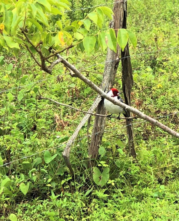 Chale Suico - Chales Belo Monte - Sitio Belo Monte Pacoti Buitenkant foto